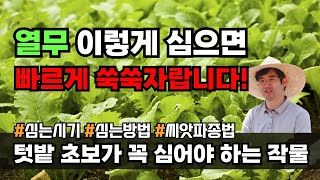 열무심는시기 심는방법 씨앗 파종법 빨리자라는 채소