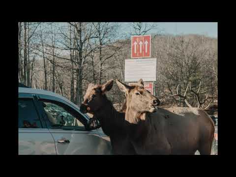 Escape into Nature - Omega Park