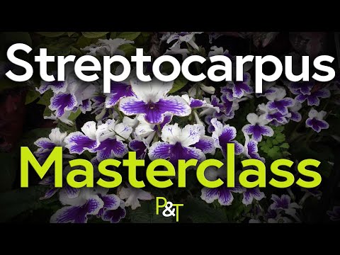 Streptocarpus Masterclass - Pots & Trowels
