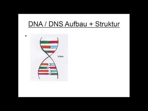 DNA / DNS Aufbau und Struktur