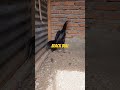 Ayam Bangkok Kumbang Tembus Mata Pasir Full Brakor