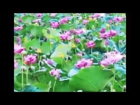 Thể hiện bởi Ngọc Duy