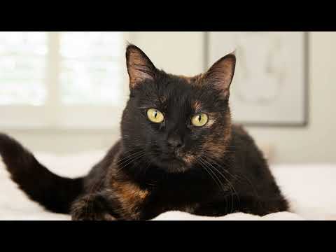 What Your Cat's Colors Say About Its Genes