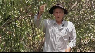 Christopher talks about the uses of the Willow tree.