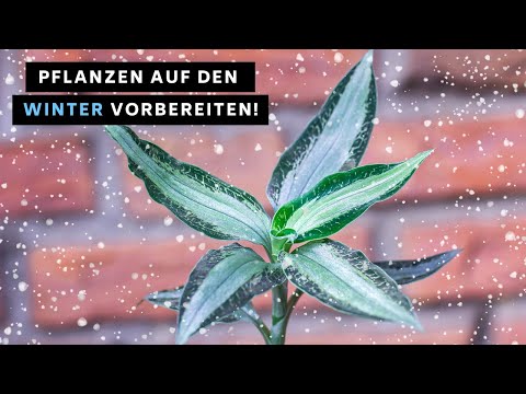 Winter mit Zimmerpflanzen - Part 1 - Temperatur, Standort, Schädlinge (Bekämpfung und Prävention)