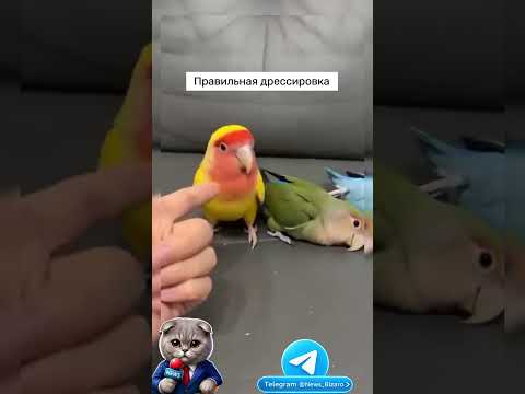 Договорились #попугай #прикол #птицы #животные #юмор #shortvideo #shorts #short #video #Китай #мило