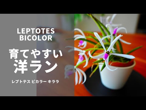 園芸 育てやすい蘭