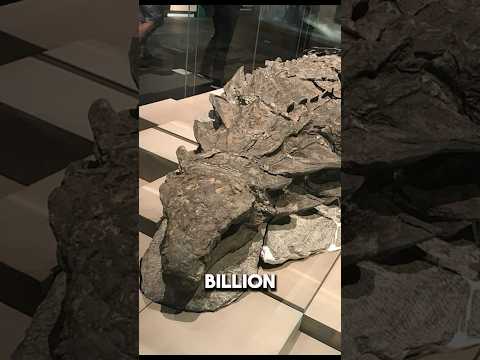 What a One in a billion dinosaur fossil looks like