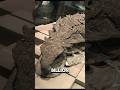 What A One In A Billion Dinosaur Fossil Looks Like