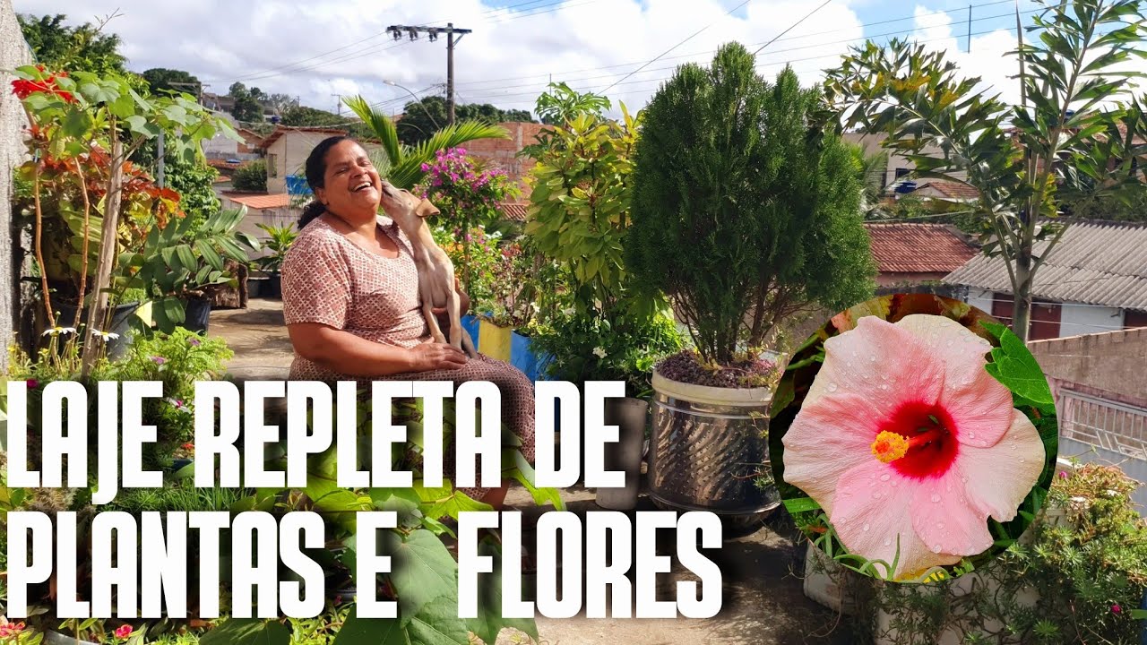 LAJE REPLETA DE PLANTAS E FLORES: UM TERRAÇO COM PLANTAS DE SOL PLENO, HIBISCO, BOUGAINVILLEA E ETC.