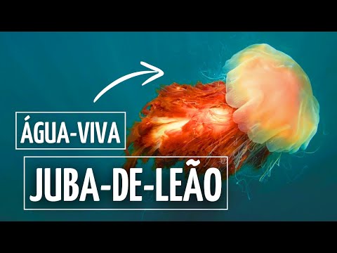 ÁGUA-VIVA-JUBA-DE-LEÃO: A MAIOR ÁGUA-VIVA DO MUNDO