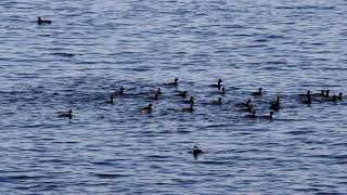 20180322ﾊｼﾞﾛｶｲﾂﾌﾞﾘ（羽白鳰）夏羽