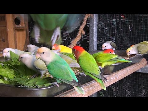 Peach-faced Lovebirds Aviary - Tuesday, January 18th, 2022