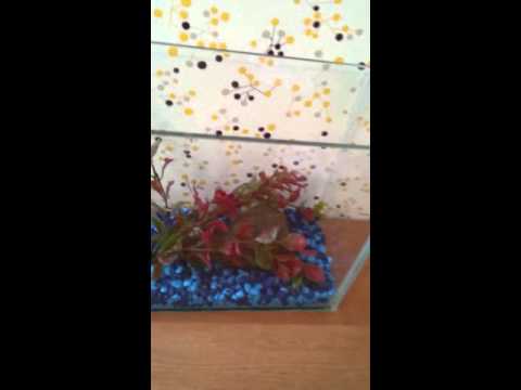 How to set up a betta fish tank