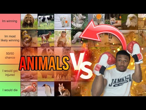 Animals I Could Beat In a Fight Tier Lsit