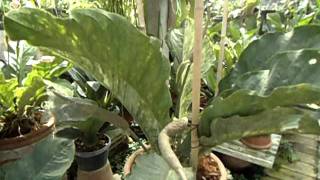 preview picture of video 'Foliage Anthurium'