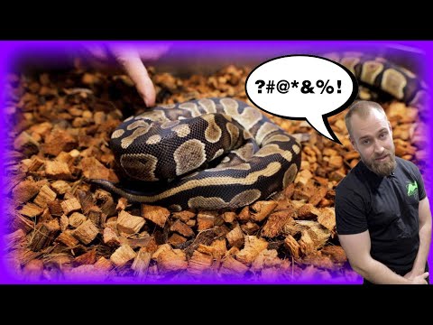 EXPLICIT Language - Raven vs Chocolate Ball Pythons