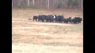 Colt and Paint working Mama cows