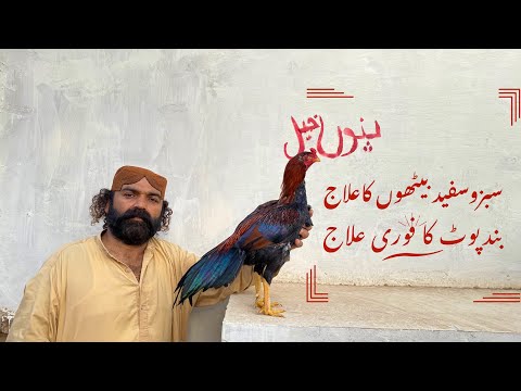 How to Treat Sour & impacted Crop in Backyard Aseel Chickens