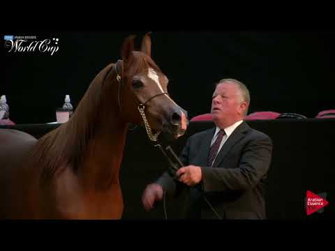 N.238 DK FOREVER PSYCHED - LAS VEGAS 2019 - Arabian World Cup Junior ColtsGeldings ATH (Class 104)