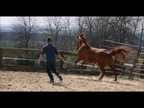 le tao du cheval de Linda Kohanov