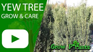 Yew tree