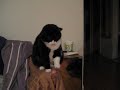 Tux Cat Dares Me To Play With Her New Rubber Ball