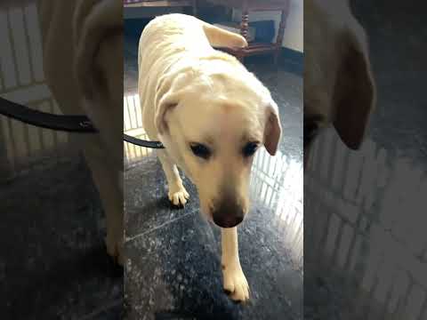 🥰🥰❤️ #dog #viral #labrador #viral #foodvideos