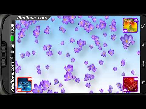 Crocus Bloom Colorful Drifting Video