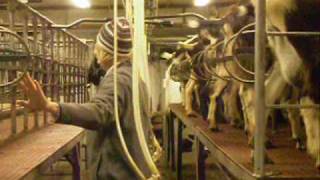 preview picture of video 'Dairy Goat Milking Parlor'