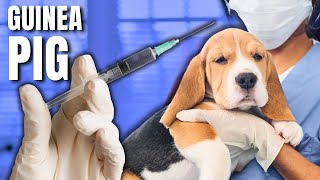 Why Big Pharma Tests Your Medication on Beagles