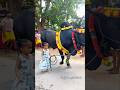 Jallikattu Viralvideo Shorts Yutubeshorts