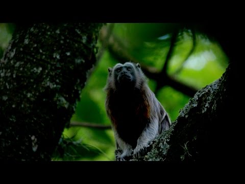 Por Qué es Conocido el Titi Gris o Paisa - TvAgro por Juan Gonzalo Angel