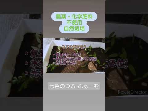 園芸 ナスの植物を家庭菜園に移植するにはどうすればよいですか?