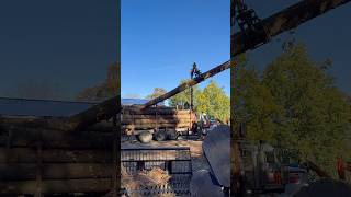Massive Load of White Pine, Big Oak Down