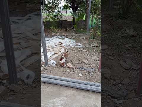 Playing Baby dog #funny #dog #puppy #animals #pets #doglover #music #cox