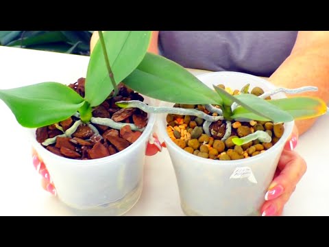 , title : 'В каком субстрате корни орхидеи растут лучше? В керамзите или в коре? Эксперимент!'