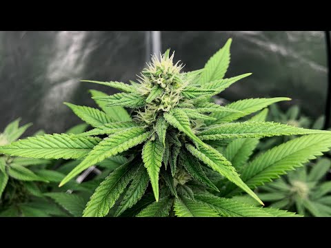 INDOOR GROW : WEEK 3 FLOWER UPDATE // VEG UPDATE / NEW AUTOFLOWERS