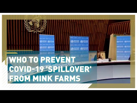 WHO moves to prevent COVID-19 'spillover' from mink farms to humans