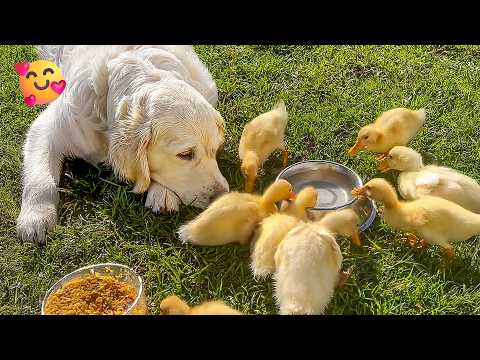 ADORABLE Dog Babysits Cute Ducklings 😂 | 1 Hour of Adorable Baby Animals