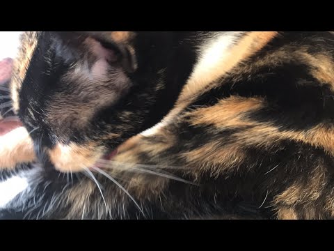 Watching cute Mimi 🥰 #cats #meawboahan