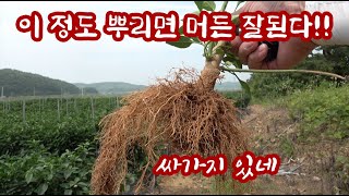 고추 재배!! 다들 이 정도 뿌리는 키우시죠?? 그래야 돈 버는 고추입니다!! 손해 보는 농사는 이제 그만