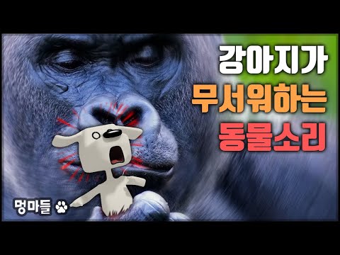 강아지가 무서워 하는 동물 소리, 호랑이????