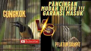 Download lagu MASTERAN CUNGKOK VS PELATUK SAMPIT PELATUK BERAS !!! IDAMAN JURI !!! DIJAMIN BENDERA KONCER !!! mp3