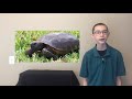Daniel's Field Guide: Gopher Tortoise