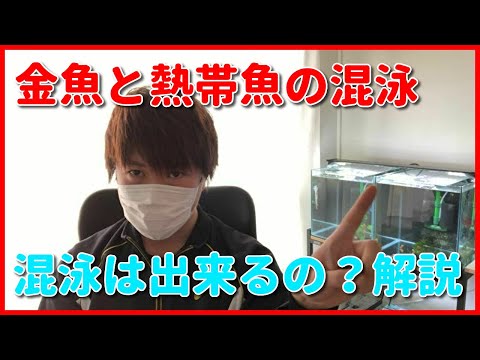 コビティスについて詳しく解説