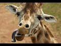 DRUNK GIRAFFES DANCE 😂😂😂 WHAT COULD THEY SAY THERE ?? 🍻😂FUNNY DRUNKEN ANIMALS 🍻🍻 100 % FUNNY VIDEO 😂