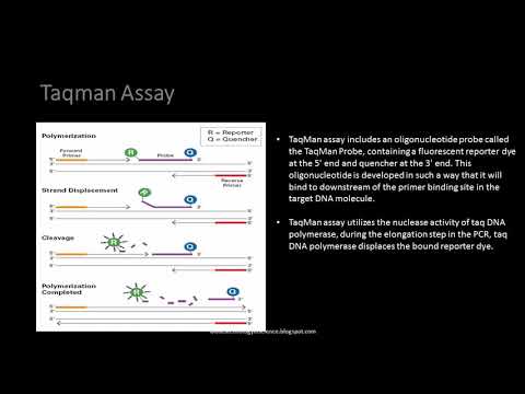 Real Time PCR Assays- Taqman Assay Vs SYBR Green Assay, Differences, Advantages and Disadvantages