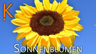 Sonnenblumen 🌻 - 10 Fakten über die gelben Blumen mit langem Stiel