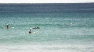 preview picture of video 'Dolphins and Surfers at Boomerang Beach'